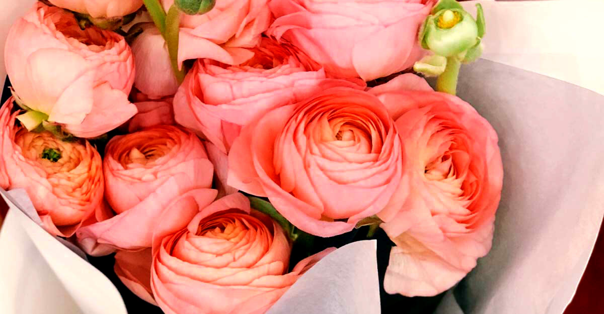 valentine's day roses